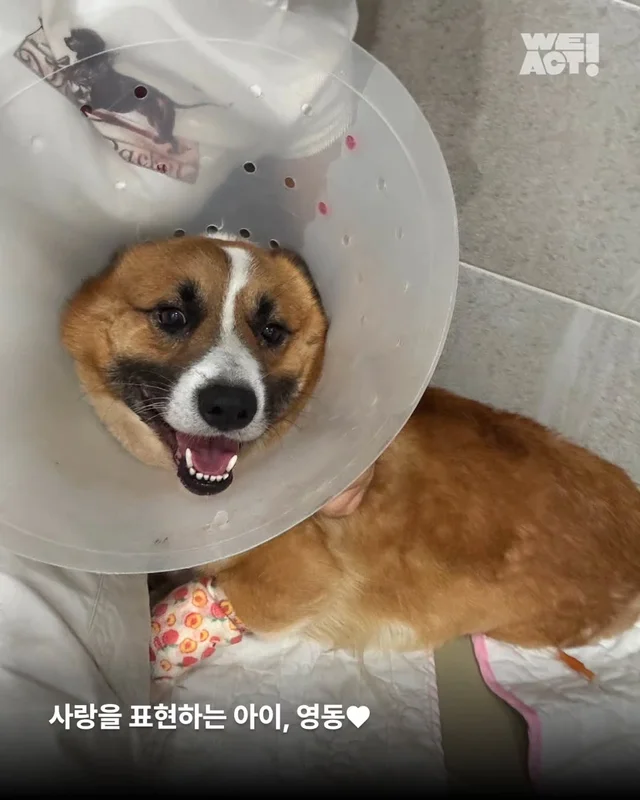 다리잘린개 현장 사진