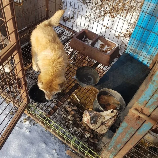 화성팔탄개농장_1 현장 사진