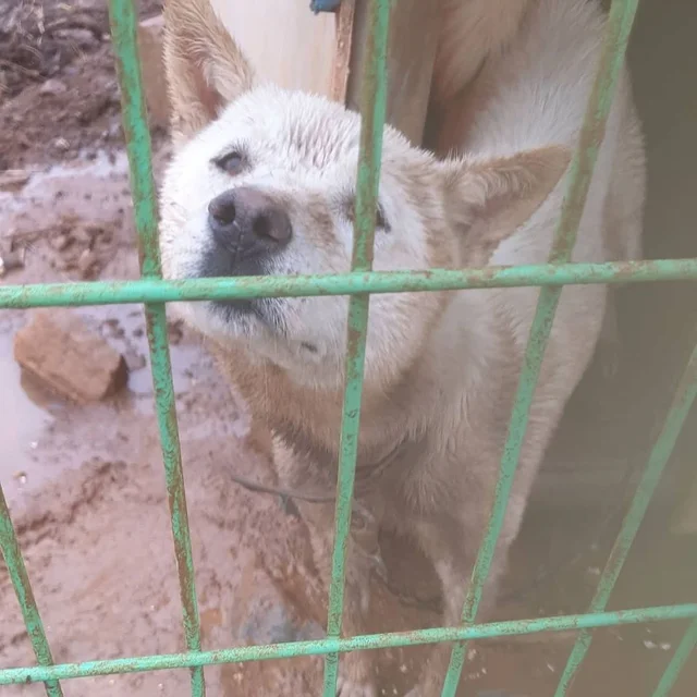 화성팔탄개농장_1 현장 사진