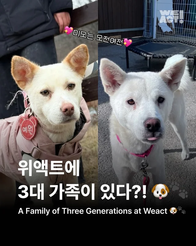 위액트에 3대 가족이 있다?! 현장 사진
