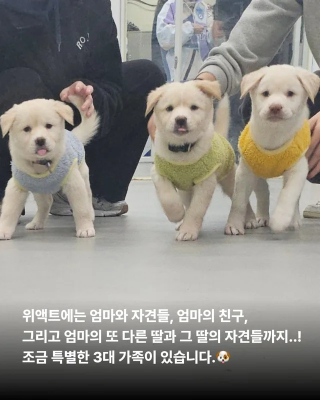 위액트에 3대 가족이 있다?! 현장 사진