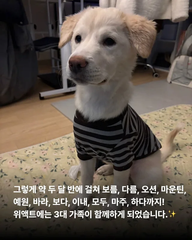 위액트에 3대 가족이 있다?! 현장 사진