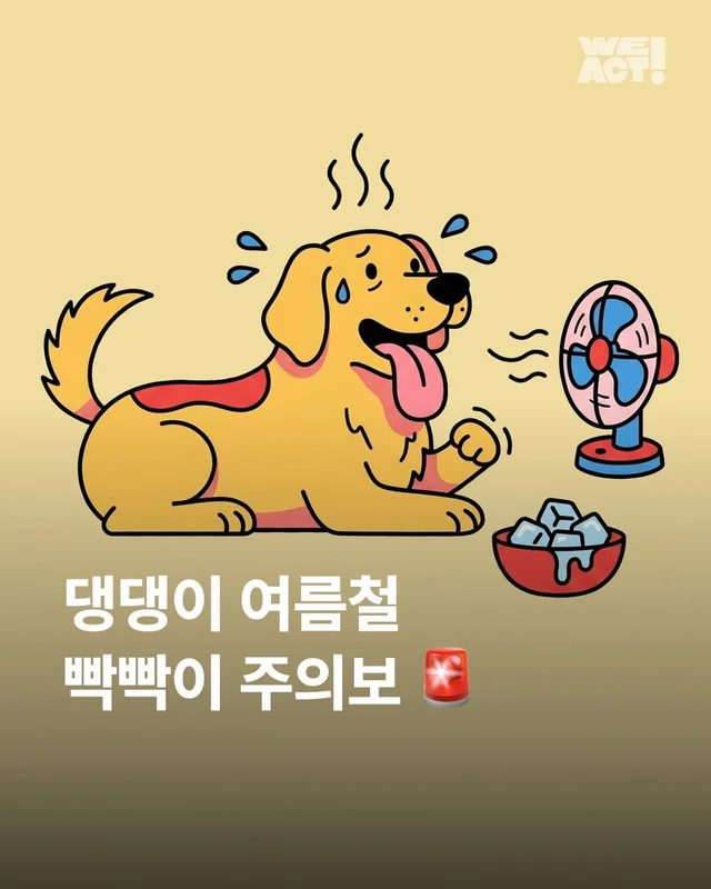 댕댕이 여름철 빡빡이 주의보 현장 사진