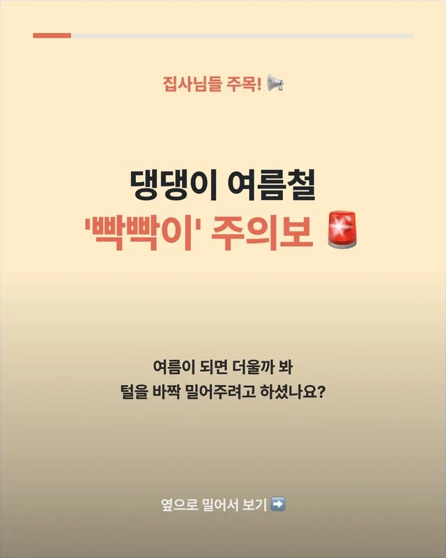 댕댕이 여름철 빡빡이 주의보 현장 사진