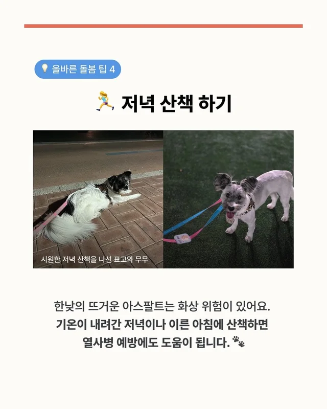 댕댕이 여름철 빡빡이 주의보 현장 사진
