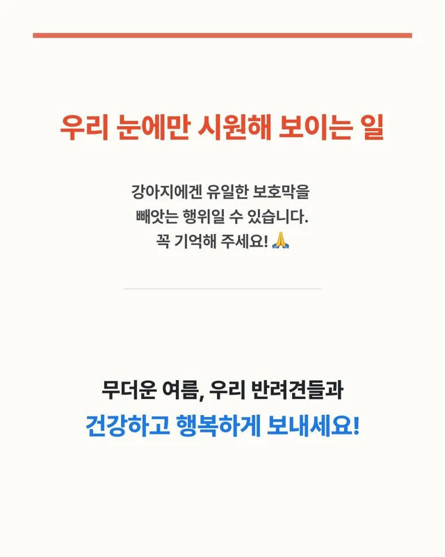 댕댕이 여름철 빡빡이 주의보 현장 사진