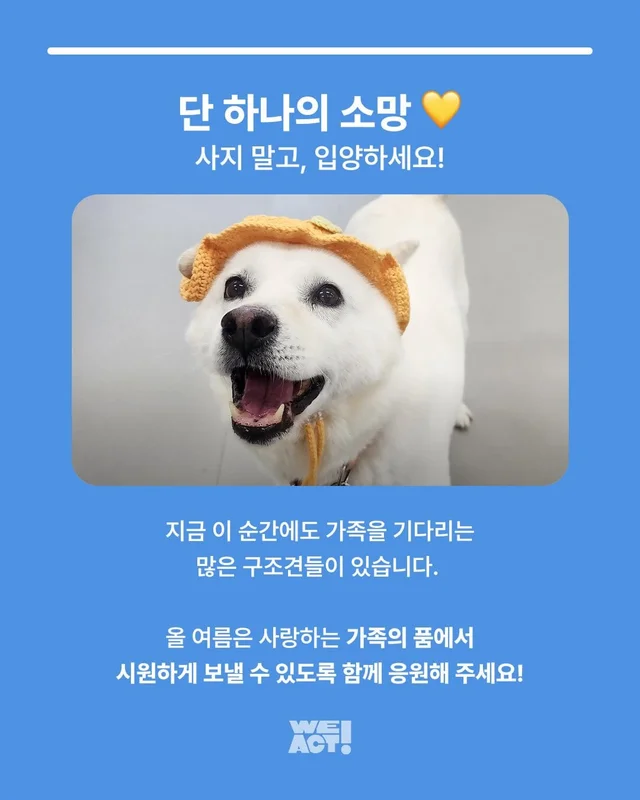 댕댕이 여름철 빡빡이 주의보 현장 사진