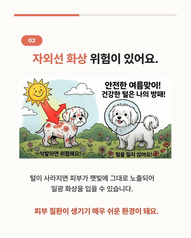 댕댕이 여름철 빡빡이 주의보 현장 사진