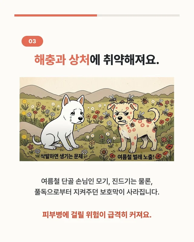 댕댕이 여름철 빡빡이 주의보 현장 사진