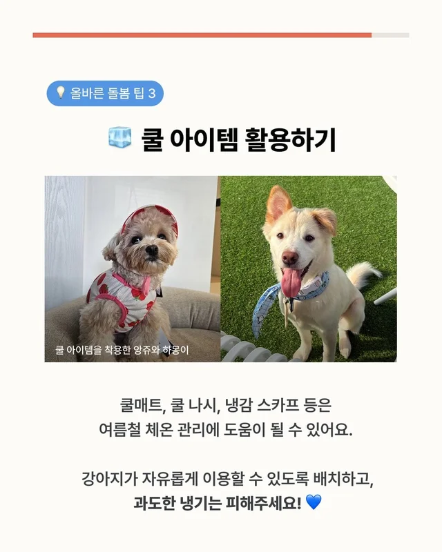 댕댕이 여름철 빡빡이 주의보 현장 사진
