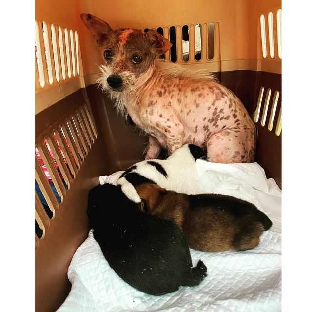 예산군보호소 현장 사진