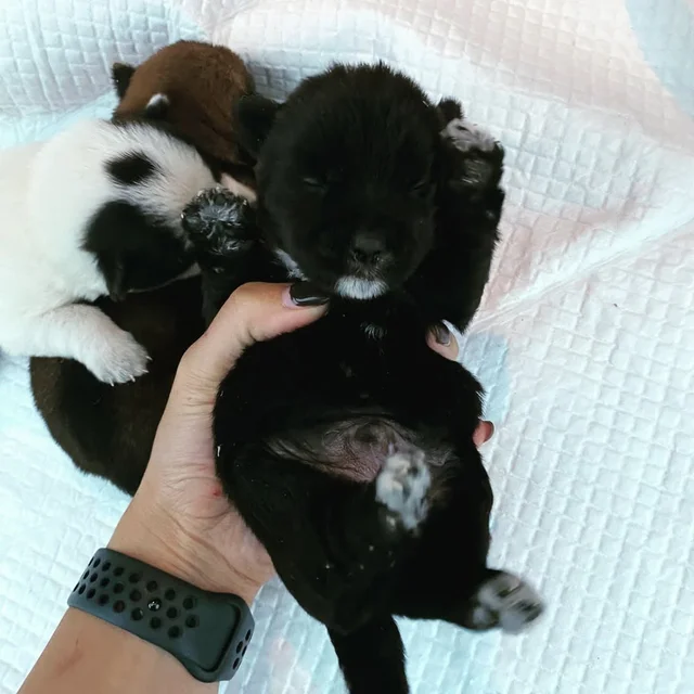예산군보호소 현장 사진