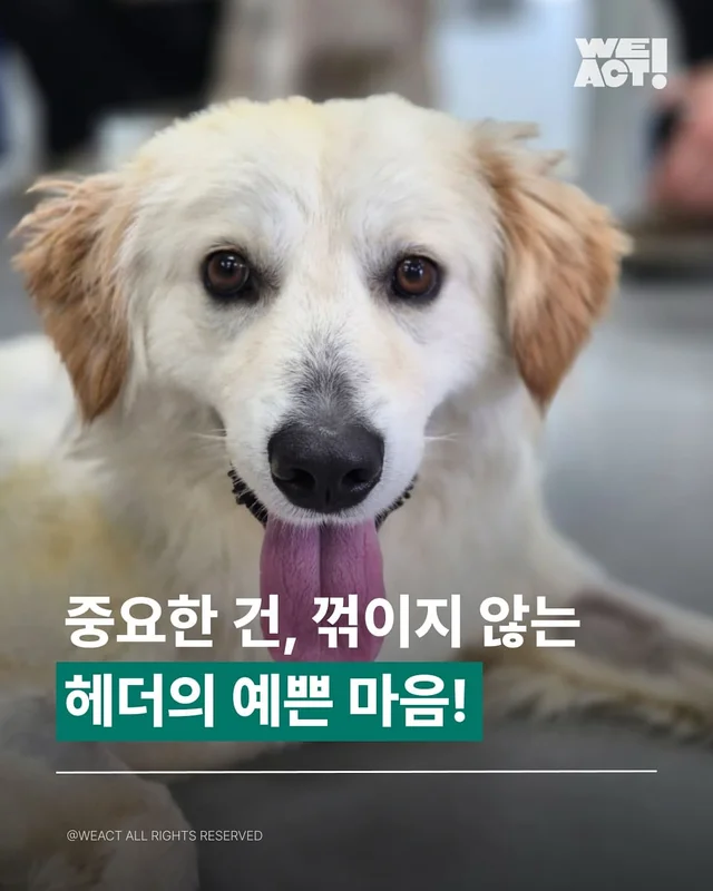 중요한 건, 꺾이지 않는 헤더의 예쁜 마음! 현장 사진