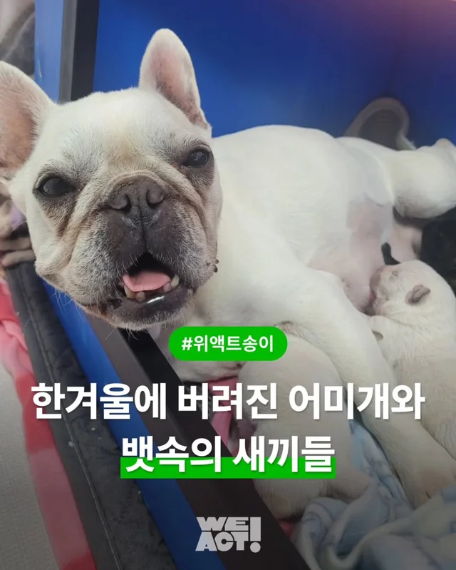 한겨울에 버려진 어미개와 뱃속의 새끼들 현장 사진