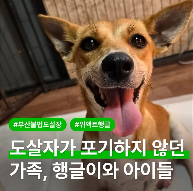 도살자가 계속 키우겠다고 한 엄마 개와 아기 개들 현장 사진