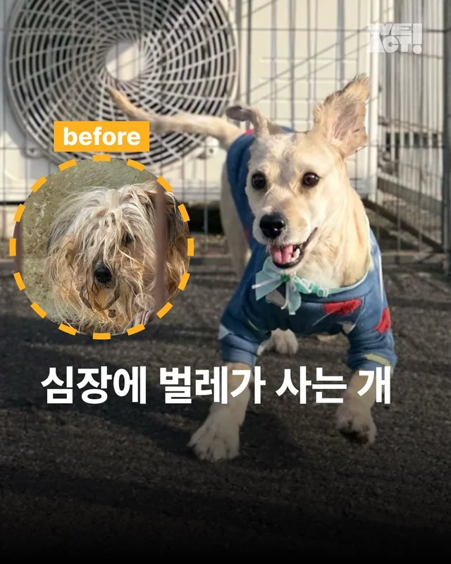 심장에 벌레가 사는 개 #위액트두쿠 현장 사진