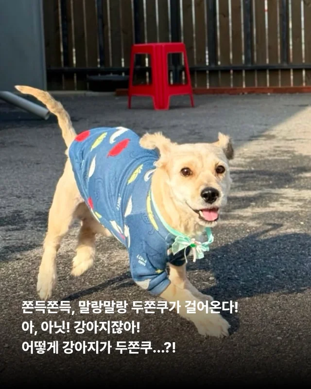 심장에 벌레가 사는 개 #위액트두쿠 현장 사진
