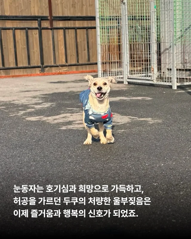 심장에 벌레가 사는 개 #위액트두쿠 현장 사진
