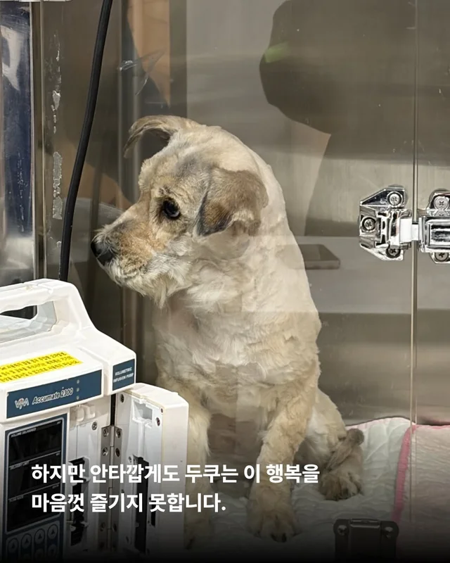 심장에 벌레가 사는 개 #위액트두쿠 현장 사진