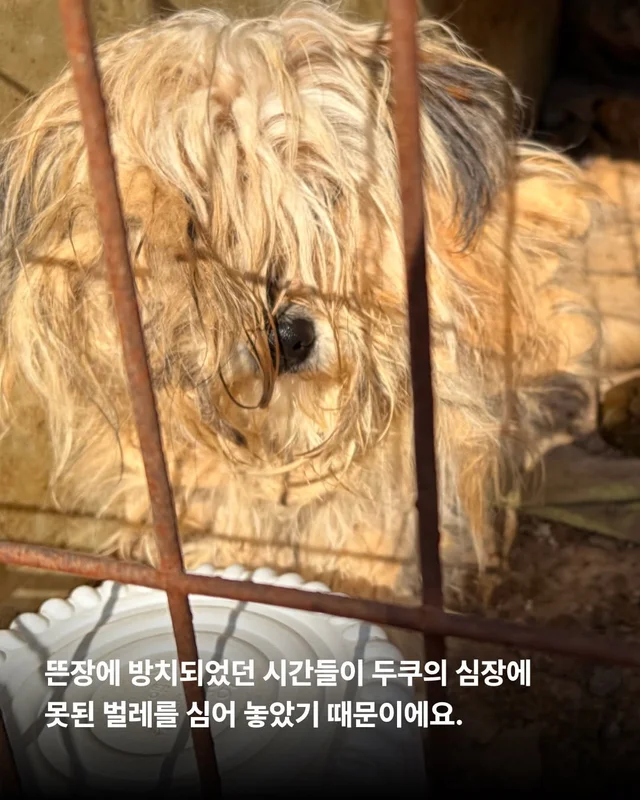 심장에 벌레가 사는 개 #위액트두쿠 현장 사진