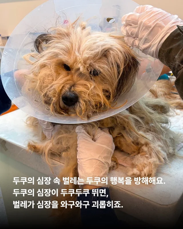 심장에 벌레가 사는 개 #위액트두쿠 현장 사진
