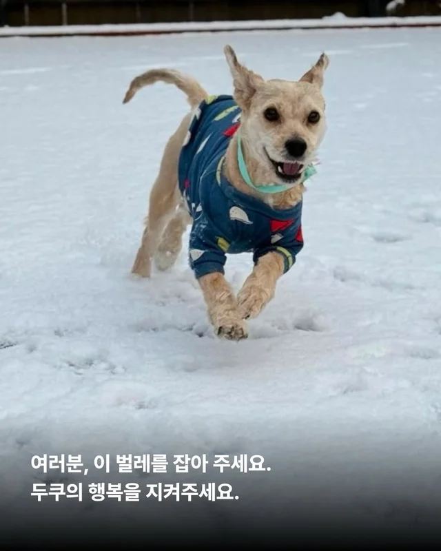 심장에 벌레가 사는 개 #위액트두쿠 현장 사진