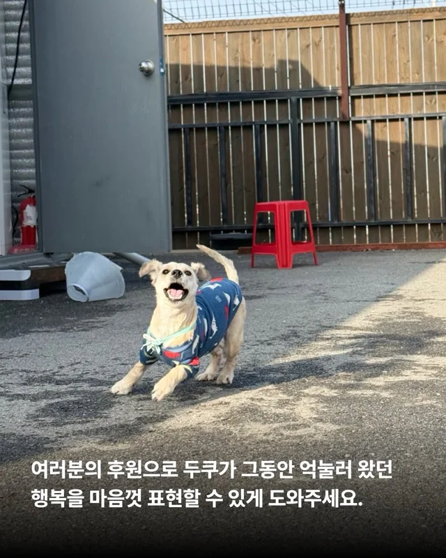 심장에 벌레가 사는 개 #위액트두쿠 현장 사진