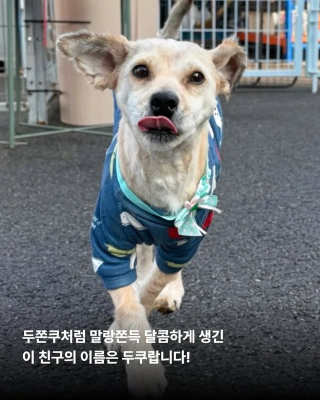 심장에 벌레가 사는 개 #위액트두쿠 현장 사진