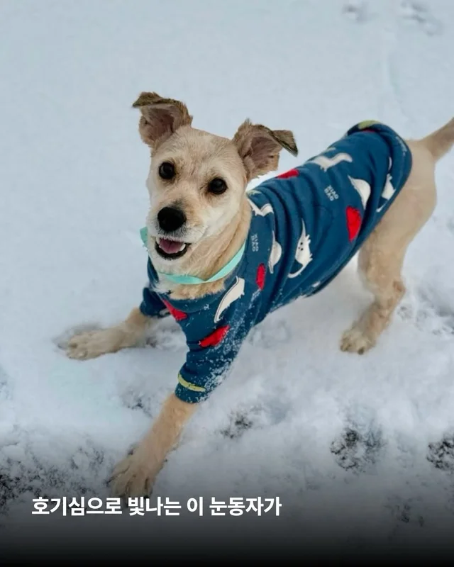 심장에 벌레가 사는 개 #위액트두쿠 현장 사진