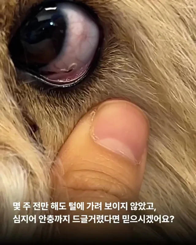 심장에 벌레가 사는 개 #위액트두쿠 현장 사진