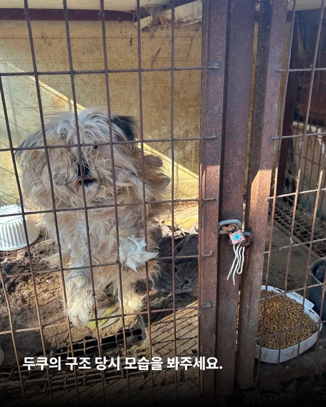 심장에 벌레가 사는 개 #위액트두쿠 현장 사진