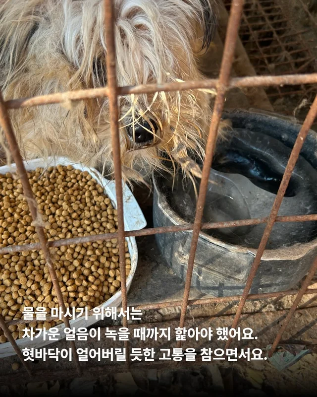 심장에 벌레가 사는 개 #위액트두쿠 현장 사진