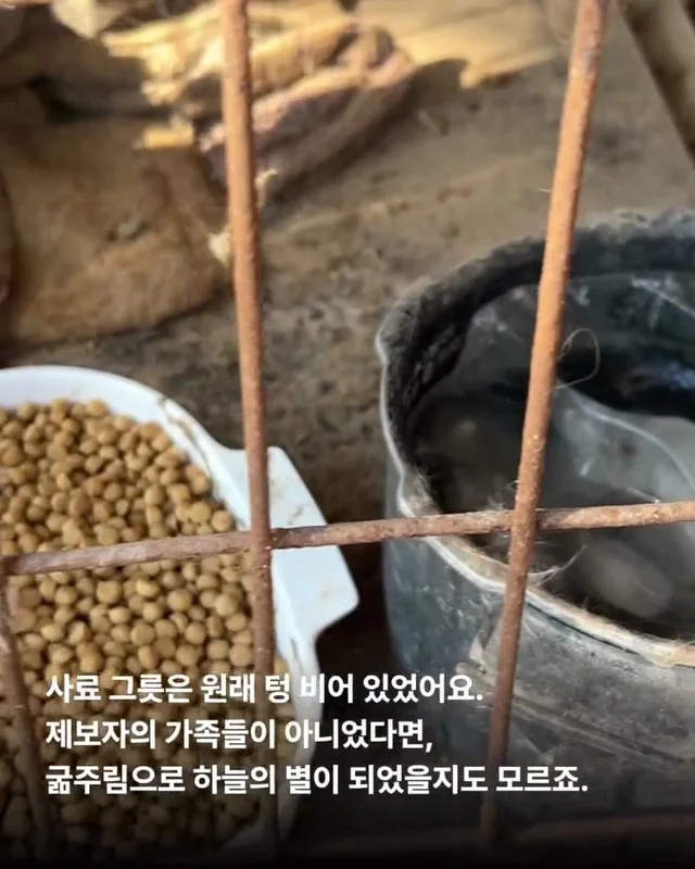 심장에 벌레가 사는 개 #위액트두쿠 현장 사진