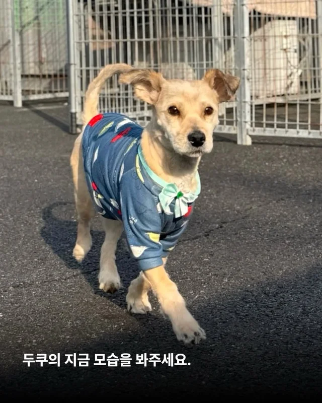 심장에 벌레가 사는 개 #위액트두쿠 현장 사진
