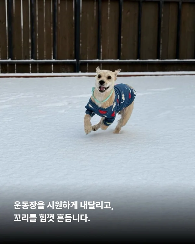 심장에 벌레가 사는 개 #위액트두쿠 현장 사진