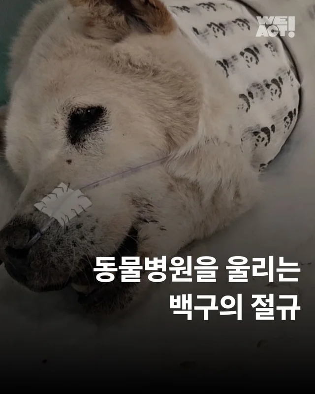 동물병원을 울리는 백구의 절규 현장 사진