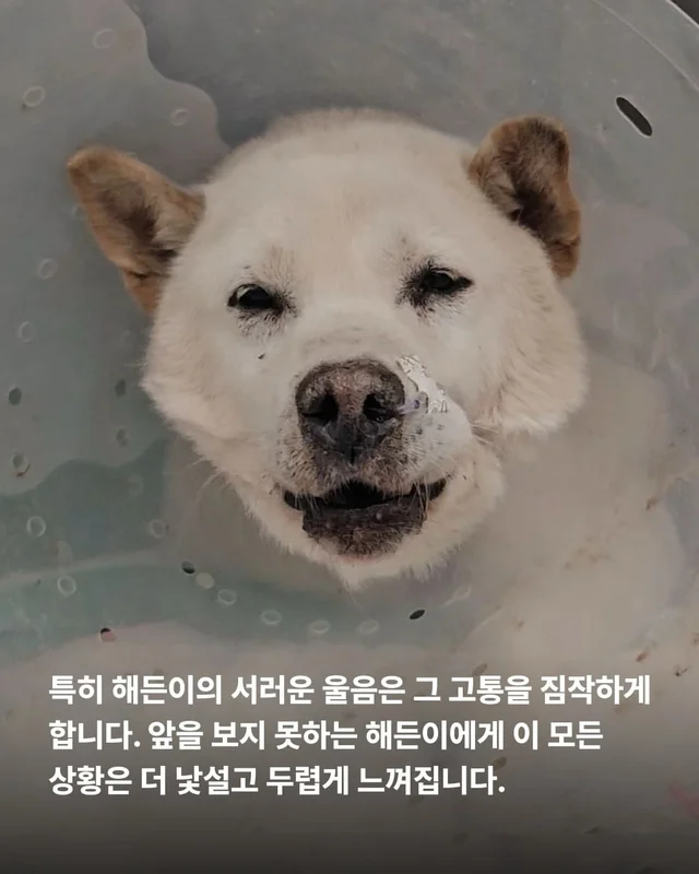동물병원을 울리는 백구의 절규 현장 사진