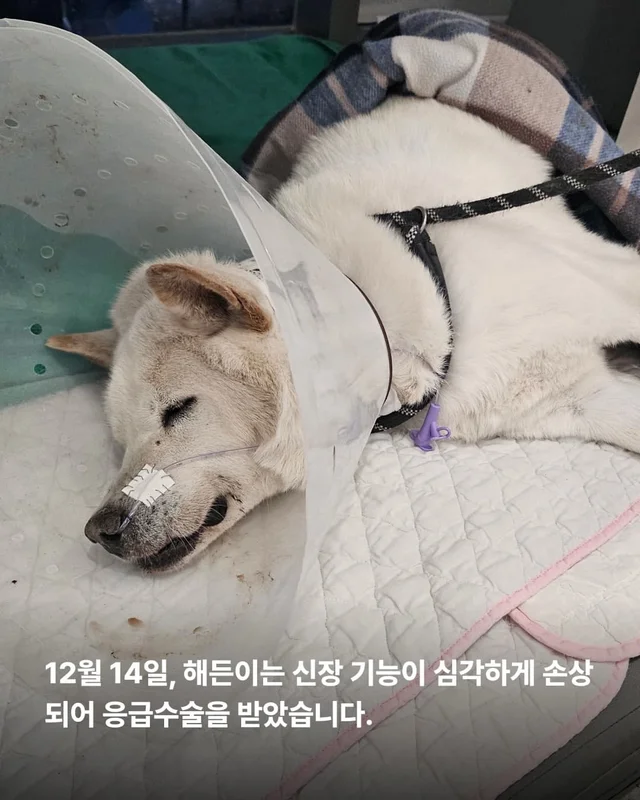 동물병원을 울리는 백구의 절규 현장 사진