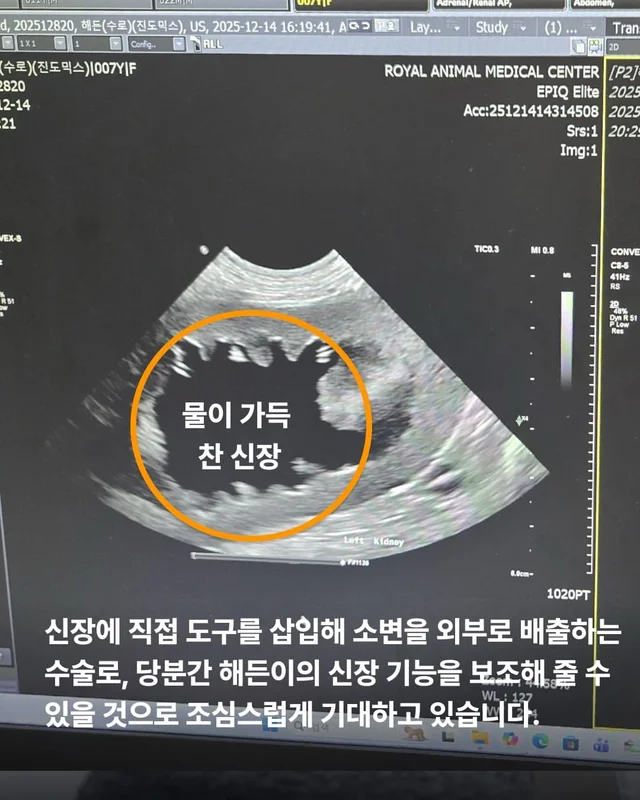 동물병원을 울리는 백구의 절규 현장 사진