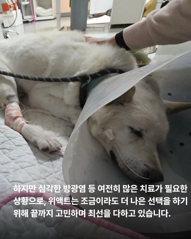 동물병원을 울리는 백구의 절규 현장 사진