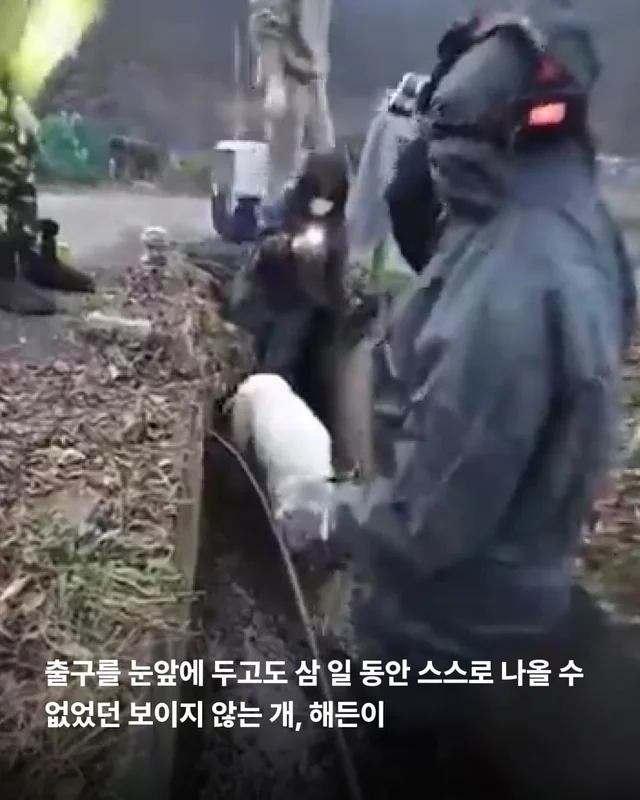동물병원을 울리는 백구의 절규 현장 사진