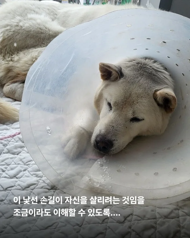 동물병원을 울리는 백구의 절규 현장 사진
