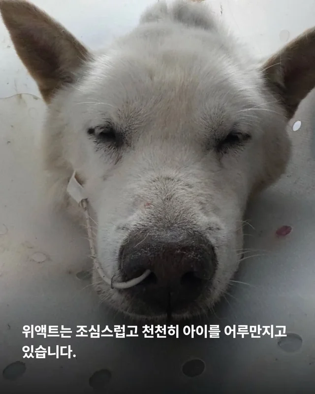 동물병원을 울리는 백구의 절규 현장 사진