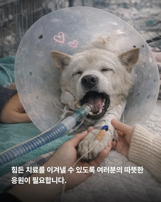 동물병원을 울리는 백구의 절규 현장 사진