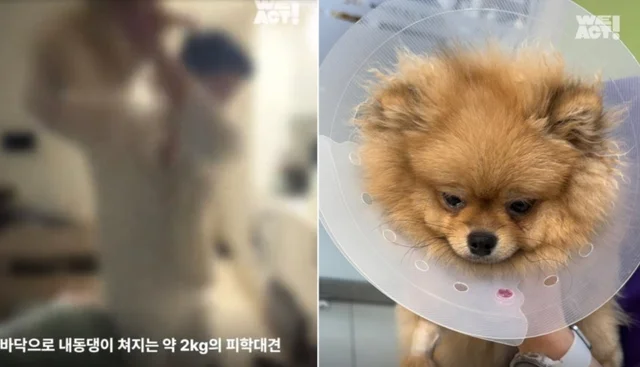 "너 때문에 죽는 거야"...던져진 반려견, 다시 소유자.. 보도 사진