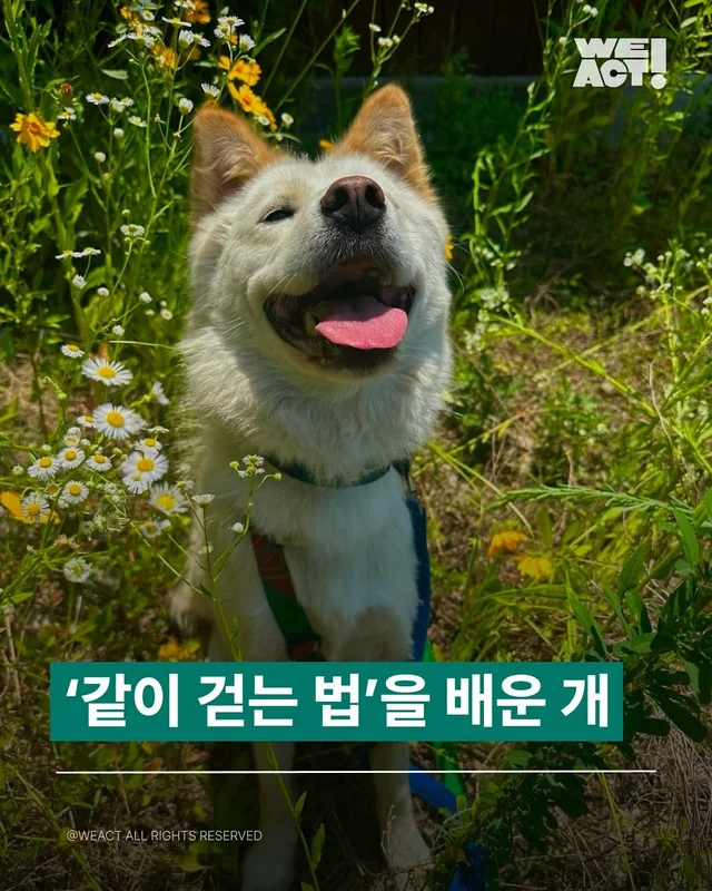 ‘같이 걷는 법’을 배운 개, 이제는 ‘같이 살아가는.. 현장 사진