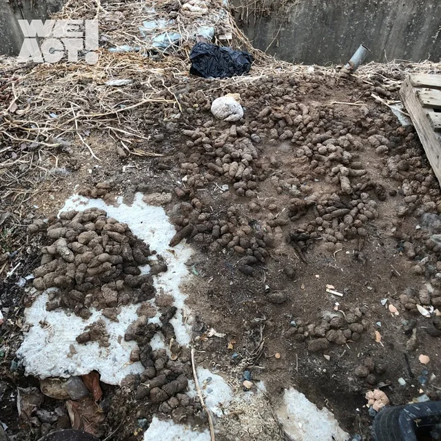 청도피부병방치학대 현장 사진