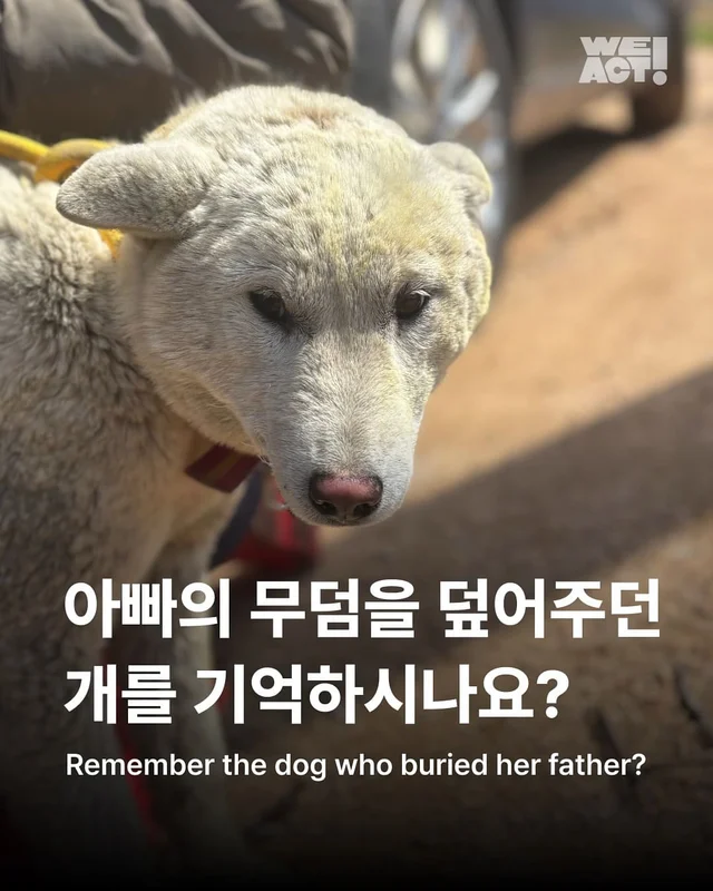 아빠의 무덤을 덮어주던 개를 기억하시나요? 현장 사진