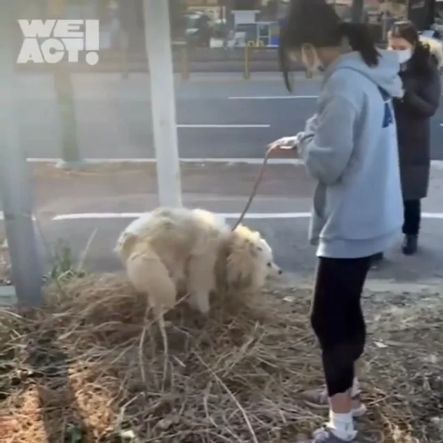 당진방치학대 현장 사진