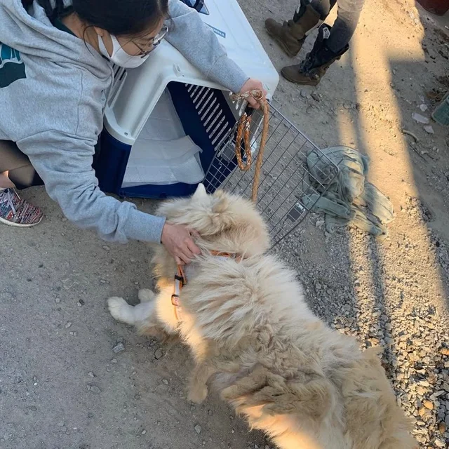 당진방치학대 현장 사진